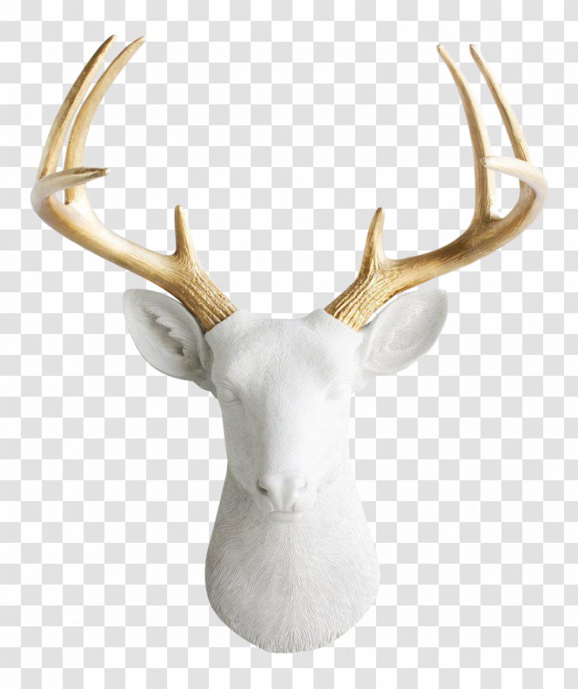 White-tailed Deer Antler Taxidermy Wall Decal - Head Transparent PNG