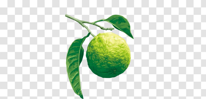 Lime Citrus ×bergamia Aromatherapy Rutaceae Satsuma Mandarin - Eucalyptus Essential Oil Bergamot Transparent PNG