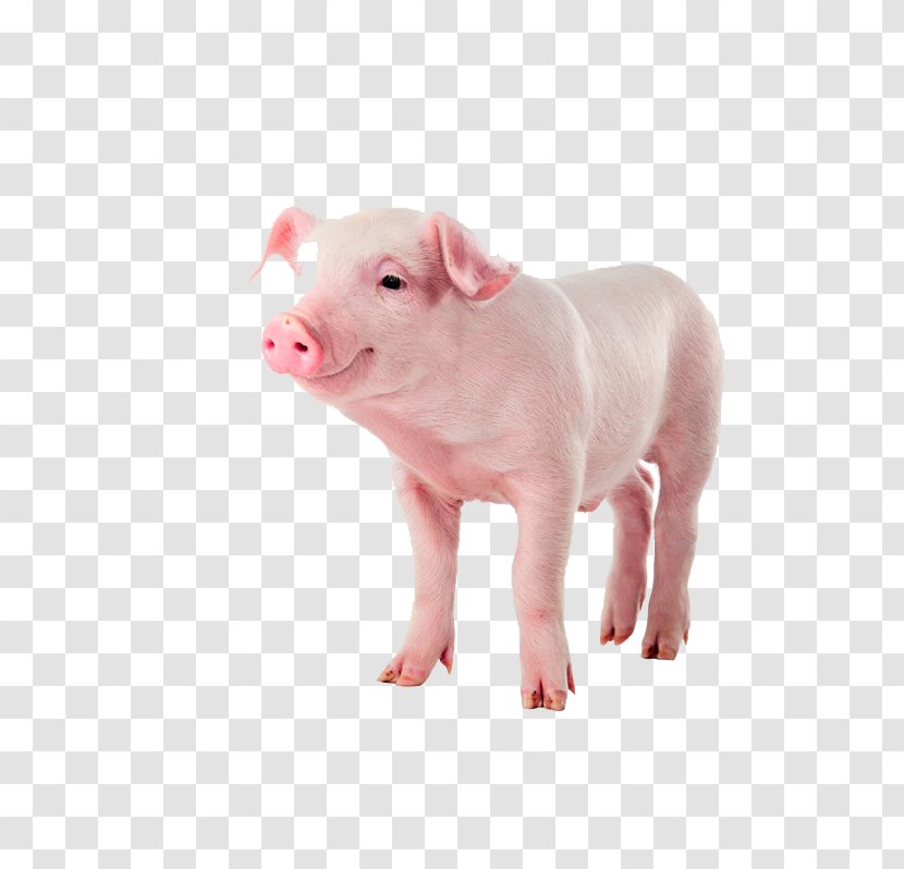 Kunekune Stock Photography Pet Depositphotos Illustration - Mammal - Pig Transparent PNG