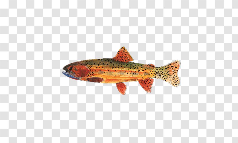 Cutthroat Trout Fish Pond Sticker Salmon - Fishery Transparent PNG