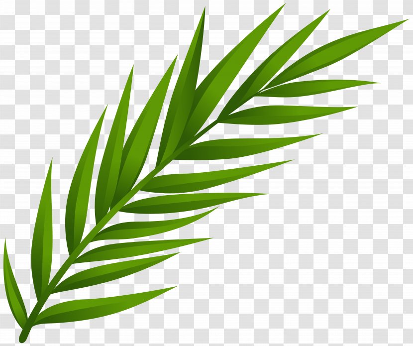 Leaf Clip Art - Palm Tree Transparent PNG