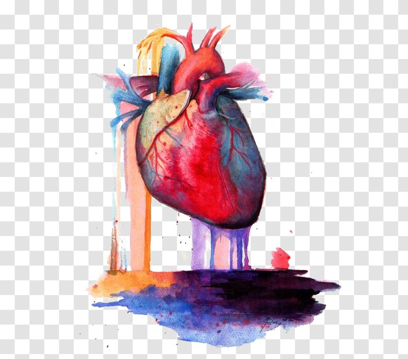 Heart Anatomy Watercolor Painting - Flower Transparent PNG