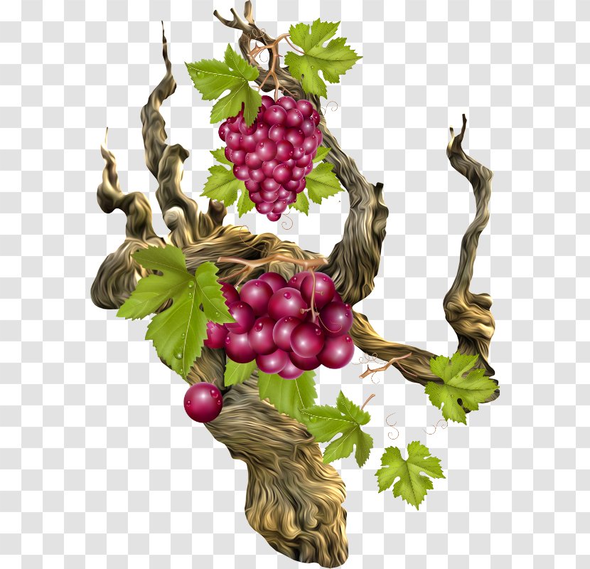 Grape Coarse Woody Debris Branch Raisin Berry - Superfood Transparent PNG
