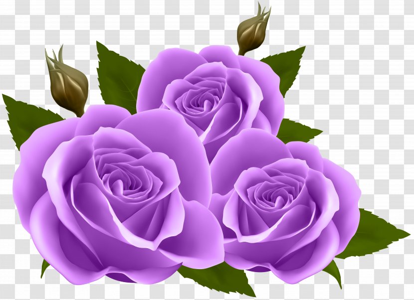 Flower Rose Wallpaper - Plant - Purple Roses Clip Art Image Transparent PNG