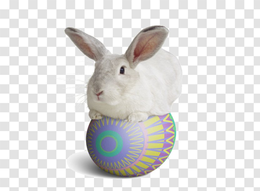 Domestic Rabbit Easter Bunny - Rabits And Hares Transparent PNG