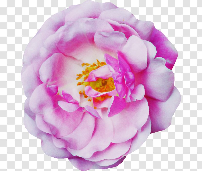 Rose - Pink - Cut Flowers Family Transparent PNG