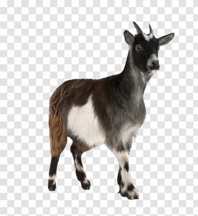Pygmy Goat Toggenburg Russian White Stock Photography Mountain - Horn - Over Transparent PNG