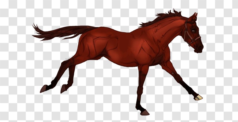 Pony Mane Foal Stallion Mustang - Mare Transparent PNG