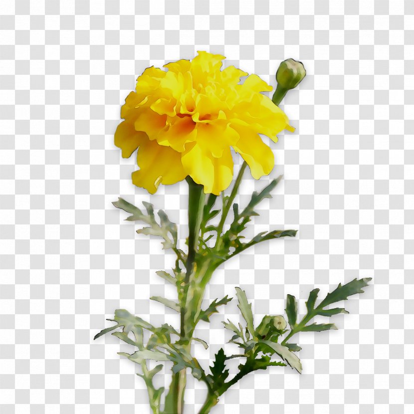 Chrysanthemum English Marigold Cut Flowers Yellow Herbaceous Plant - Plants Transparent PNG