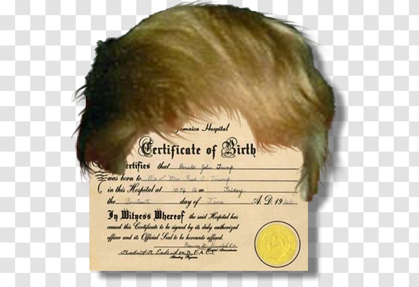 President Of The United States Birth Certificate Template Résumé - Barack Obama Citizenship Conspiracy Theories - Trump Hair Transparent PNG