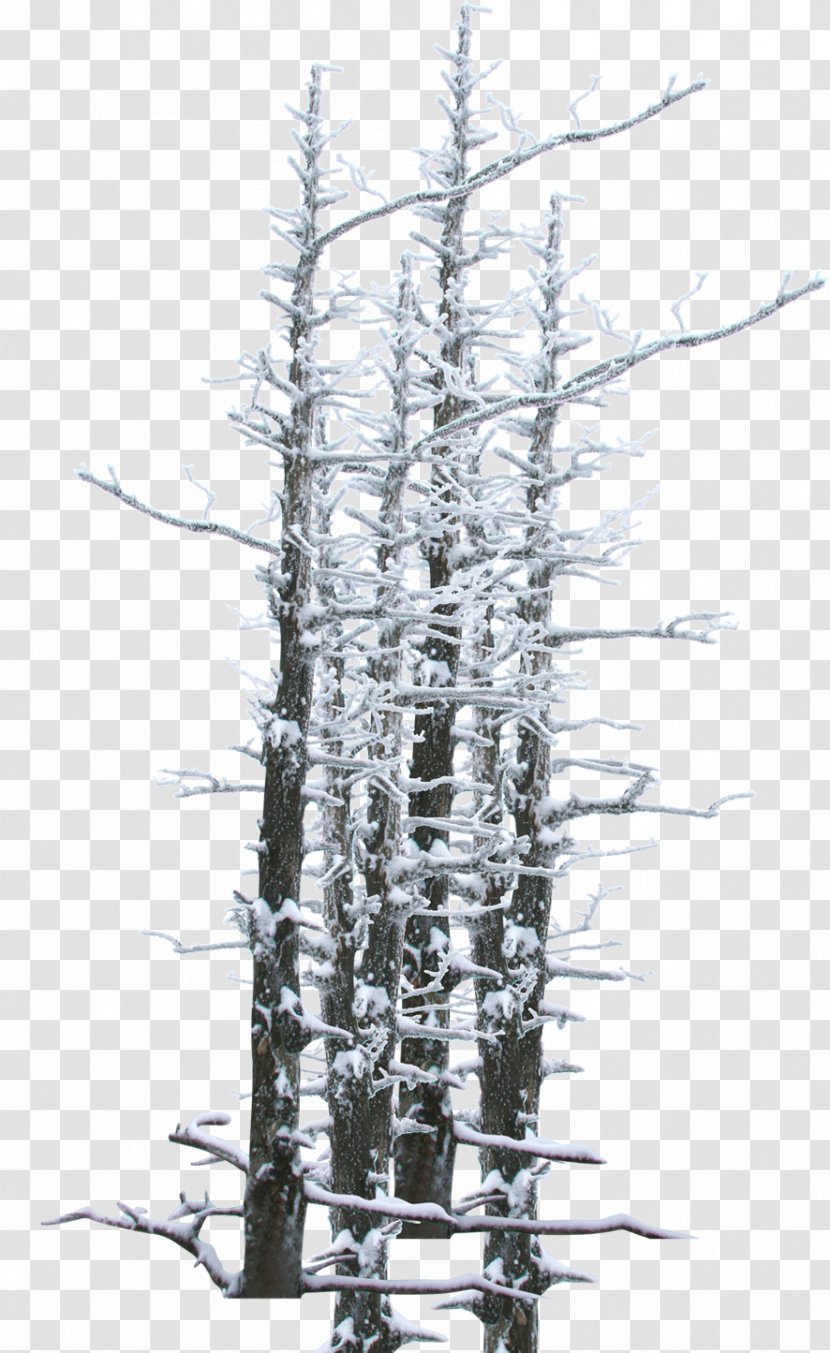 Winter Snow Tree Twig - Poster - Branches Theme Transparent PNG
