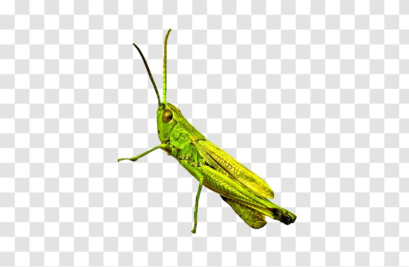 Grasshopper Konik Polny GIF Pterygota Cricket - Membrane Winged Insect Transparent PNG