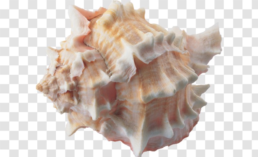 Conch Seashell Clam Escargot - Snail Transparent PNG