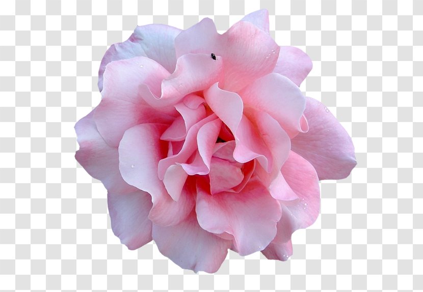 Garden Roses Flower - Pink Flowers - Rose Transparent PNG
