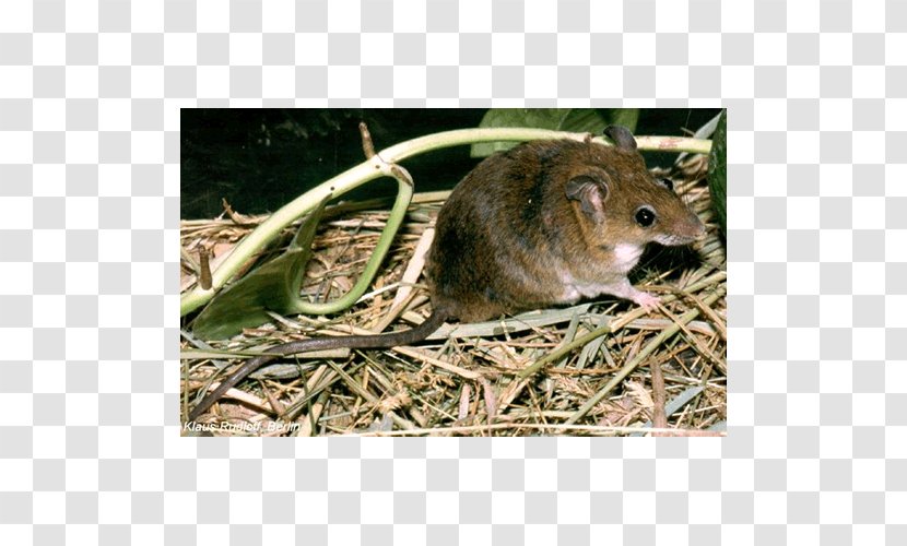 Dormouse Gerbil Rat Hamster - Muridae - Mouse Transparent PNG