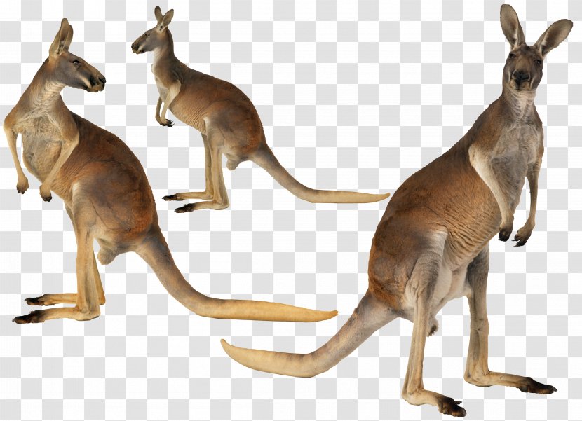 Kangaroo Island Australian-English, English-Australian Red - Animal - Australian Transparent PNG