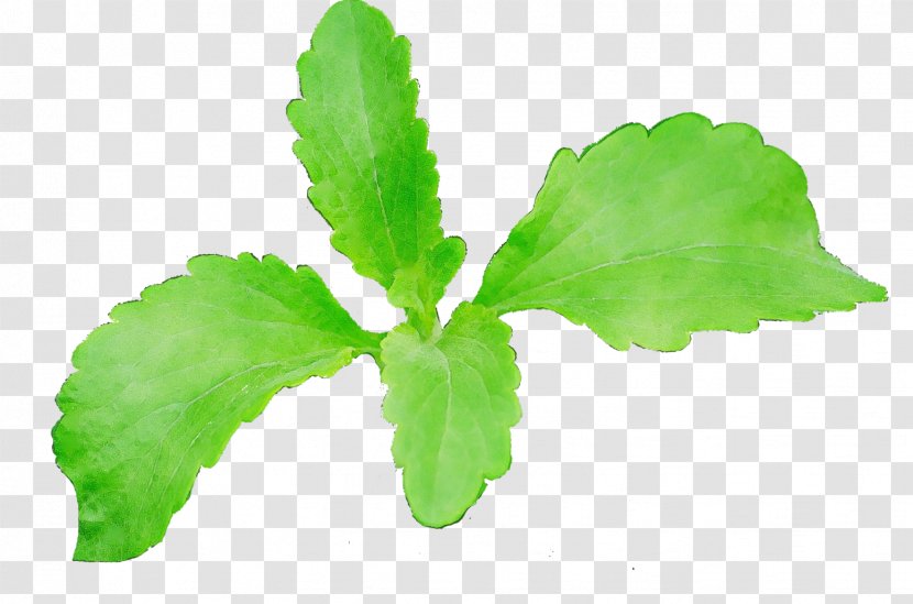 Leaf Green Tea - Herbal - Vegetable Transparent PNG