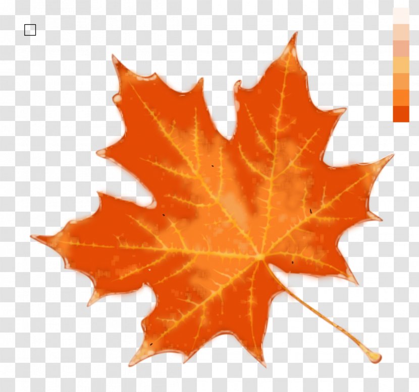 Autumn Leaf Color Stock Photography - Maple Clipart Transparent PNG