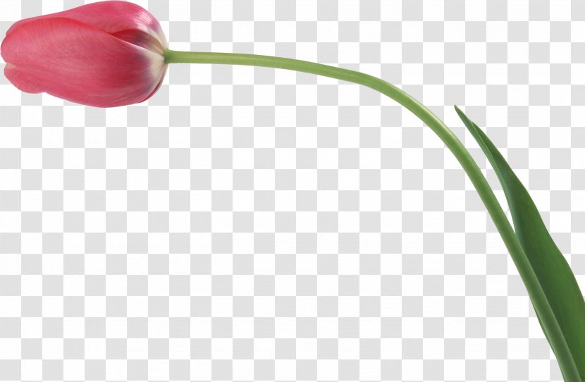 Tulip Flower Plant Stem Bud Transparent PNG