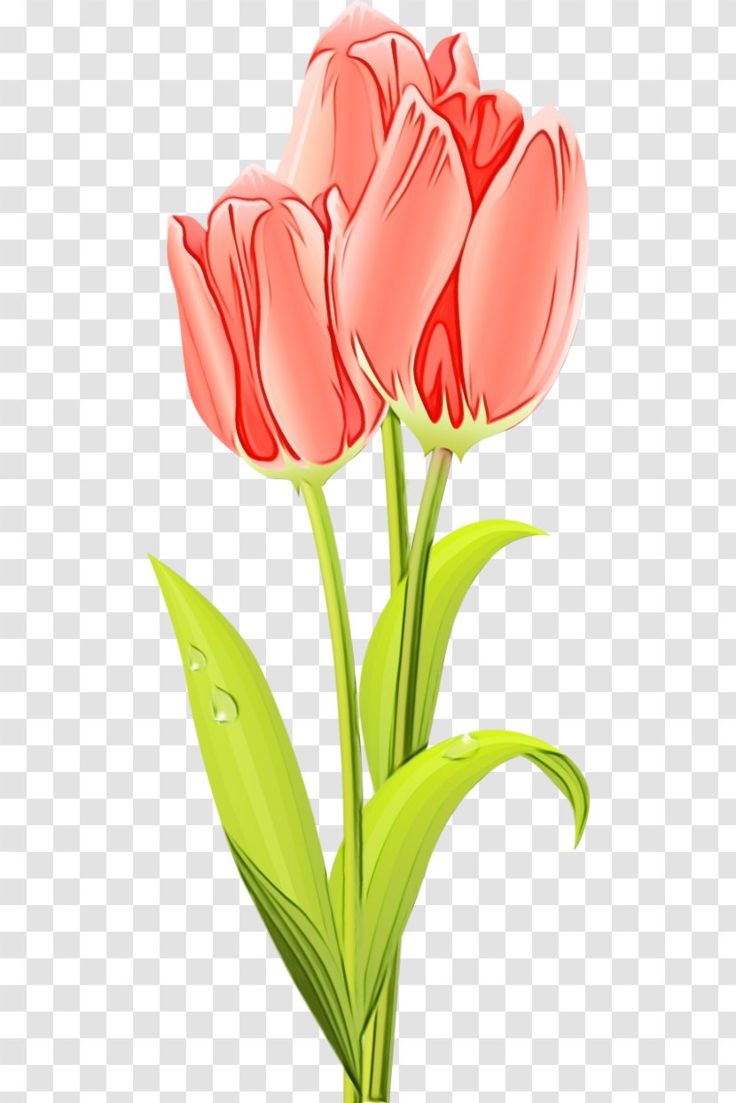 Flower Tulip Cut Flowers Petal Clip Art - Pedicel Plant Stem Transparent PNG