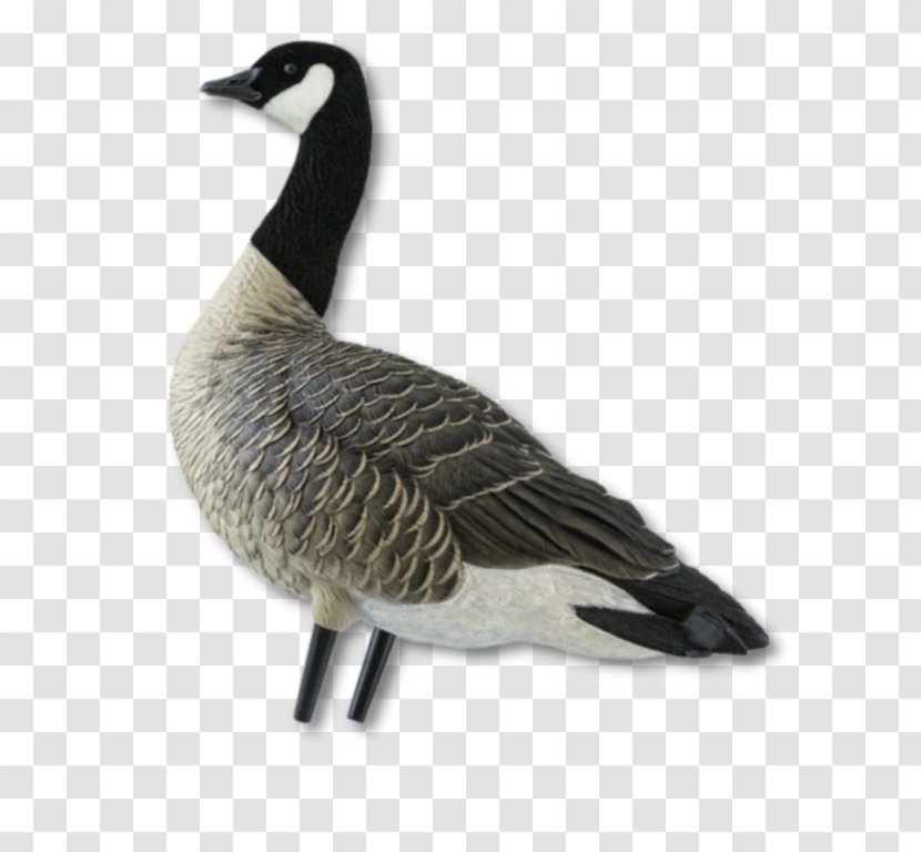 Greylag Goose Duck Canada Bird - Human Body Transparent PNG