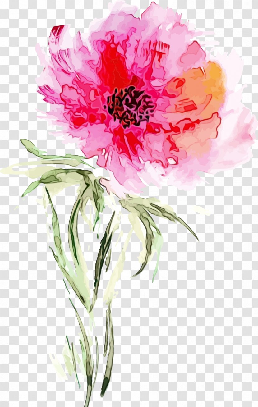 Flower Flowering Plant Watercolor Paint Petal - Peony - Common Transparent PNG
