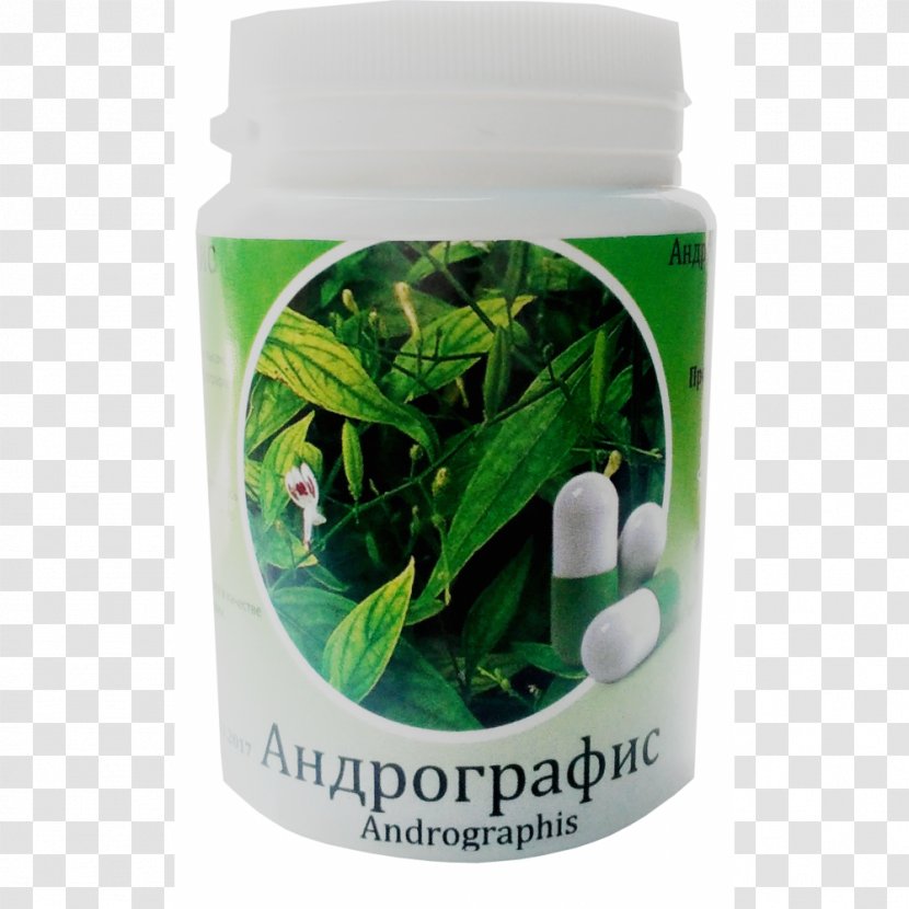 Green Chiretta Herbalism Ayurveda Medicine - Pharmaceutical Drug - Andrographis Transparent PNG