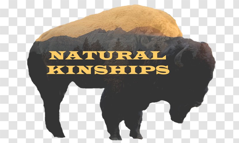 Bison Cattle Ox Bull Mass Media Transparent PNG