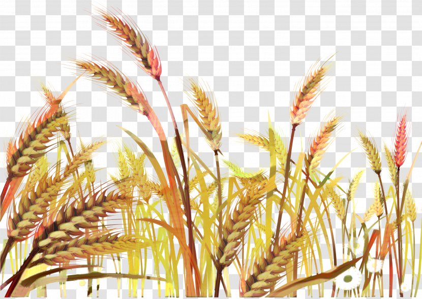 Drawing Of Family - Cereal Germ - Einkorn Wheat Grain Transparent PNG