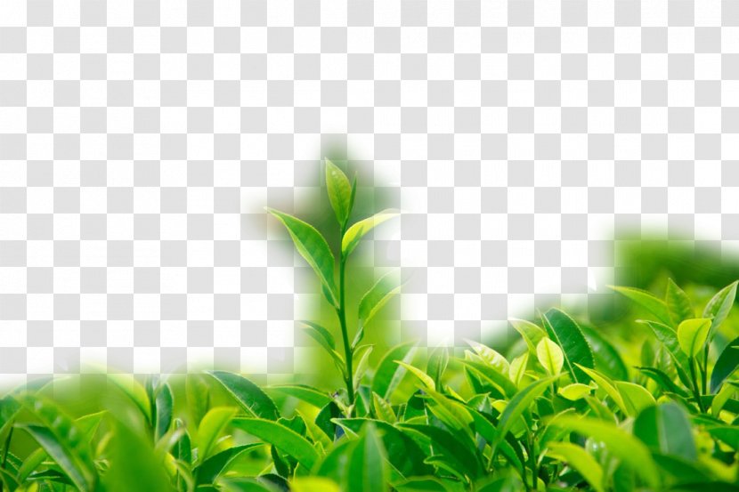 Green Tea Wallpaper - Seedling Transparent PNG