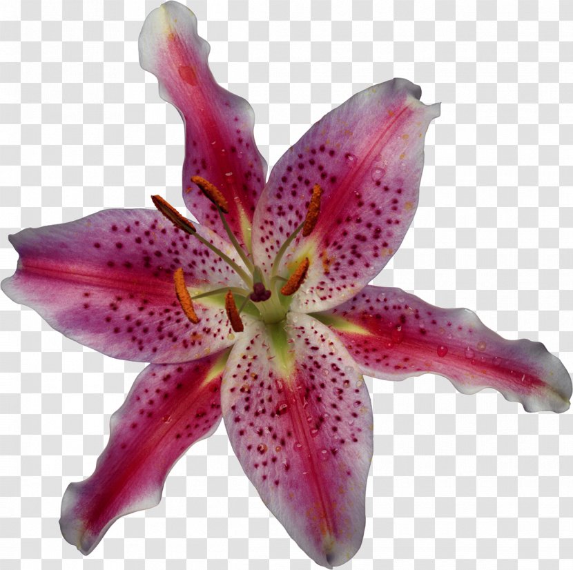 Lilium Microsoft Office Excel 2007 On Demand (Adobe Reader) Flower - Magenta - Lily Transparent PNG
