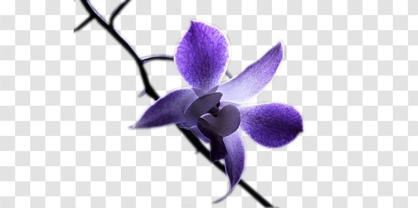 Flower Watercolor Painting Floral Design - Violet Transparent PNG