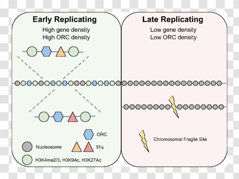 DNA Replication Timing Origin Of Recognition Complex Cell - Gene - Noncoding Dna Transparent PNG