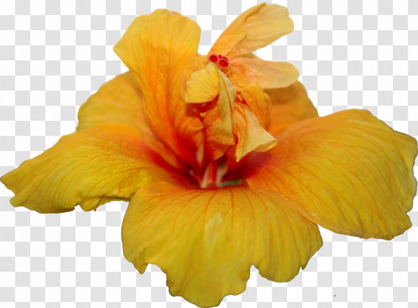 Hibiscus Flower Color Clip Art - YELLOW Transparent PNG