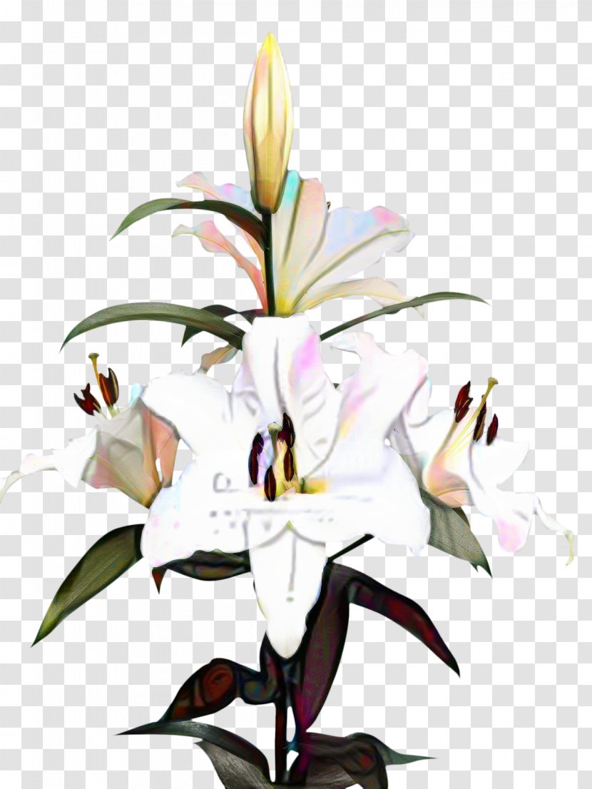 Clip Art Madonna Lily Image Desktop Wallpaper - Family - Flower Transparent PNG