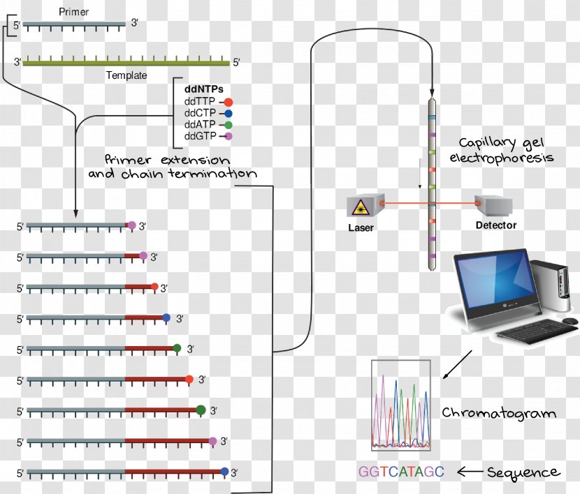 Sanger Sequencing DNA Dideoxynucleotide - Nucleotide - Polymerase Chain Reaction Transparent PNG