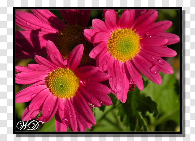 Marguerite Daisy Chrysanthemum Oxeye - Annual Plant Transparent PNG