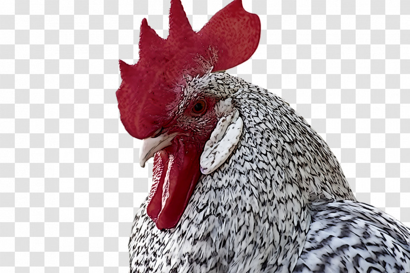Fowl Chicken Rooster Poultry Beak Transparent PNG