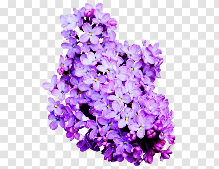 Lavender Cut Flowers Lilac - Floral Design - Flower Transparent PNG