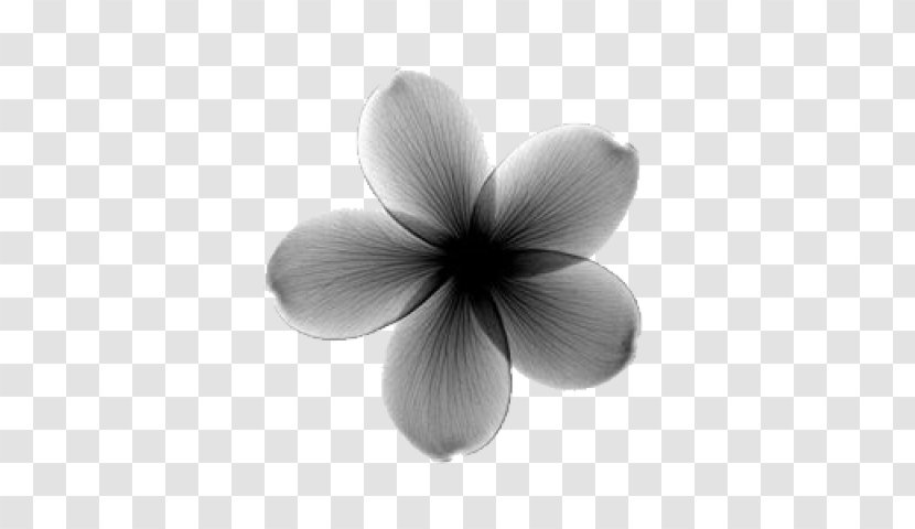 X-ray Generator Frangipani Flower - Stock Photography Transparent PNG