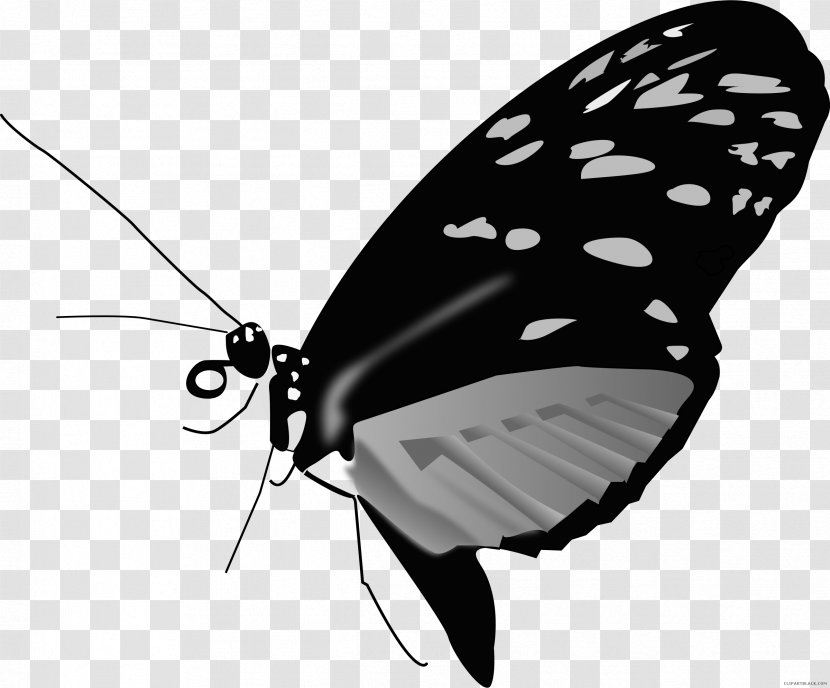 Monarch Butterfly Clip Art Image - Black And White Transparent PNG