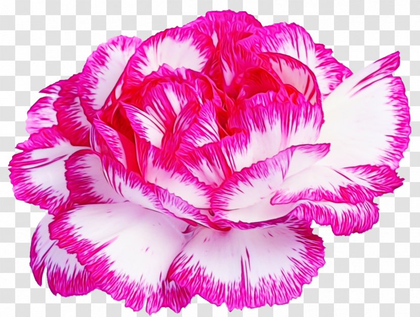 Watercolor Pink Flowers - Magenta - Dianthus Family Transparent PNG