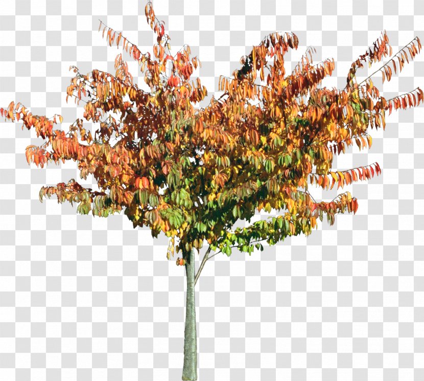 Tree Shrub Landscape Architecture Garden - Bushes Transparent PNG