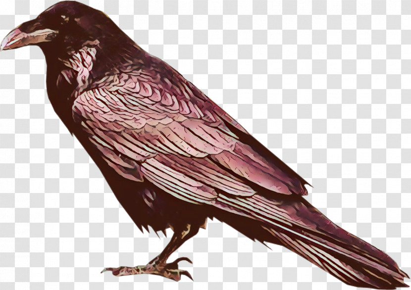 Bird Raven Beak Crow European Starling Transparent PNG