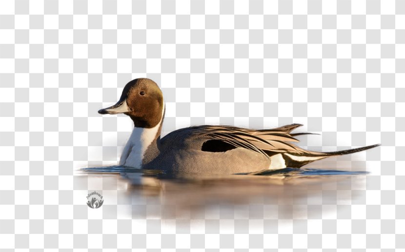 Mallard Duck Painting Beak - Waterfowl Transparent PNG