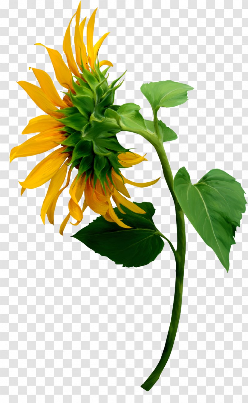 Common Sunflower Image Illustration - Daisy Family - Flower Transparent PNG