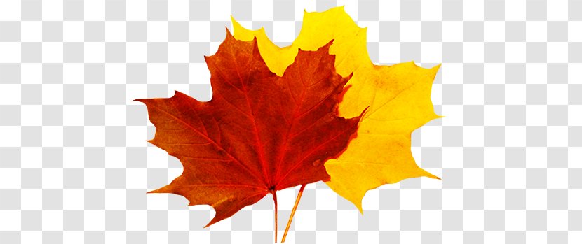 Autumn Leaf Color Clip Art - Maple Transparent PNG