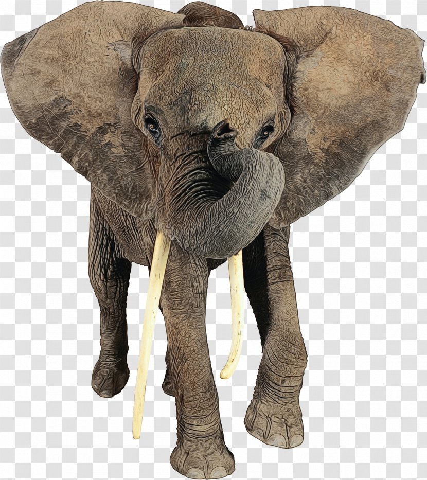 African Elephant Indian Tusk Terrestrial Animal - Figurine - Figure Transparent PNG