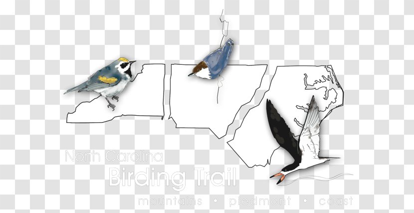 Birdwatching The North Carolina Birding Trail: Mountain Trail Guide Beak - Bird - Park Transparent PNG