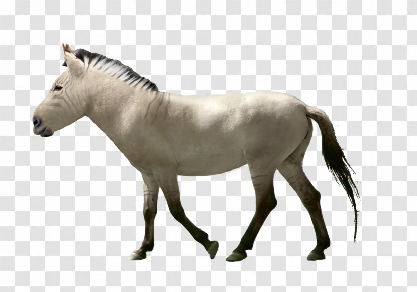 Mane Mustang Pony Stallion Wild Horse - Fauna Transparent PNG